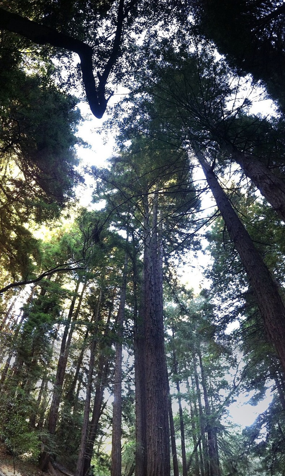 Young but already tall redwood trees 